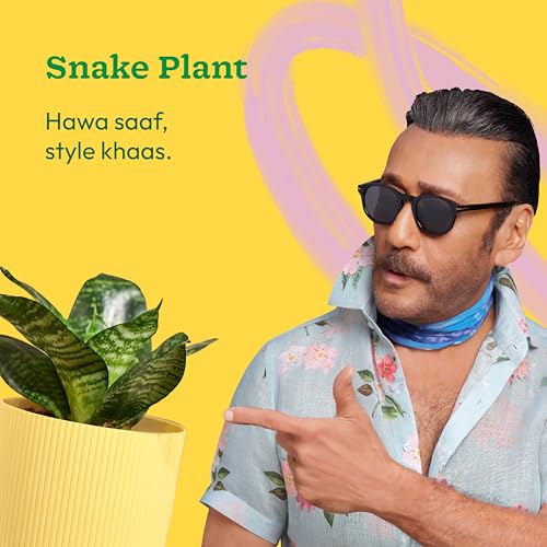 Ugaoo Snake Plant with Ibiza Pot | Live Plants Indoor | Indoor Plants for Home - Image 2