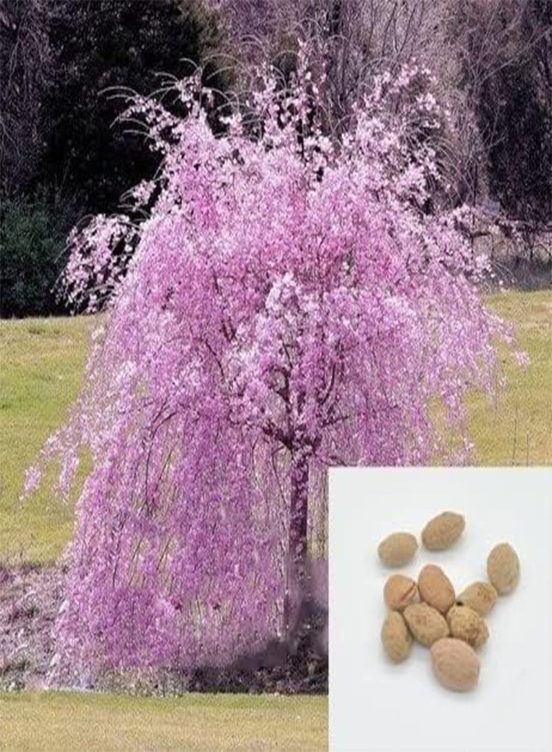 GGOOT 30 Japanese Flowering Cherry Blossom Bonsai Seeds, Sakura Bonsai Seeds - Fresh Exotic Rare Bonsai Seeds - - Image 2