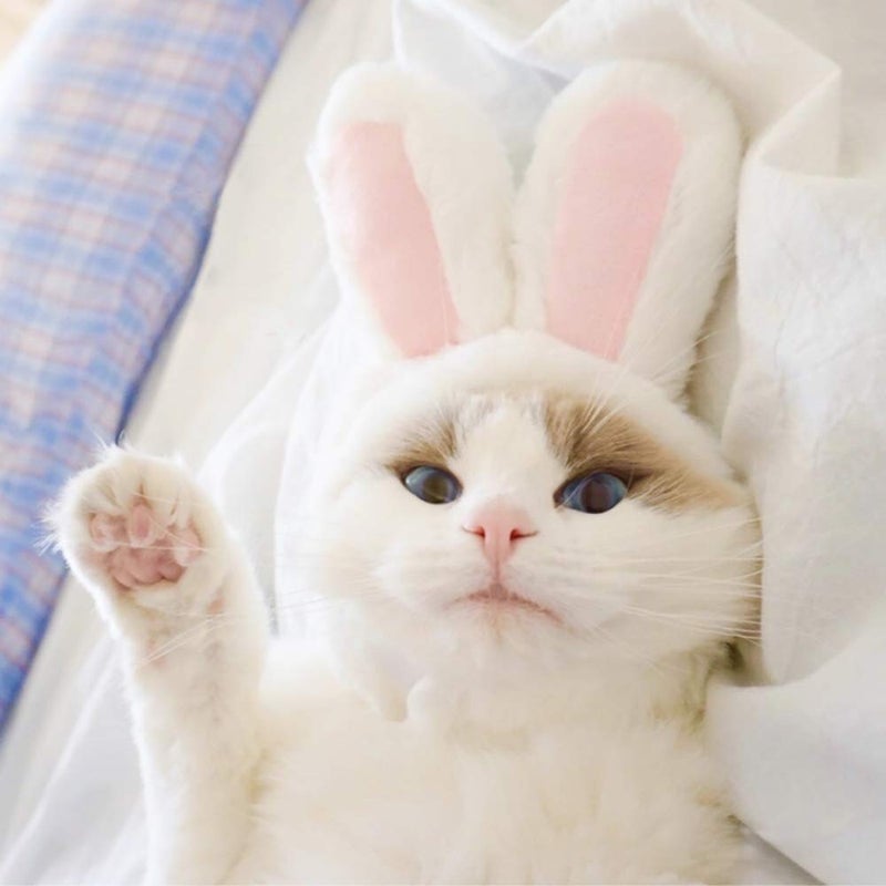 XIMISHOP Cute Costume Bunny Rabbit Hat with Ears for Cats & Small Dogs Party Costume Easter Pet Accessory Headwear - Image 5