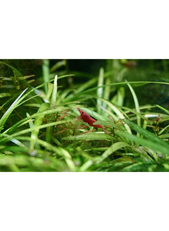 سي تشيم راتنج الترشيح العضوي من Purigen - المياه العذبة والمالحة 1 لتر (167) - Image 3