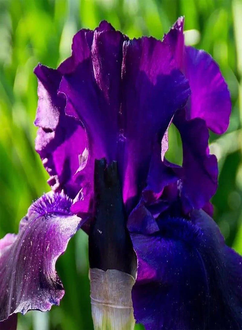 GGOOT 5pcs Paarse Iris Bollen Familie Heirloom Perennial Kruid Tuin Terras Binnenplaats Decoratie Creëer EEN Klassieke Tuin EEN geweldige Aanvulling - Image 2