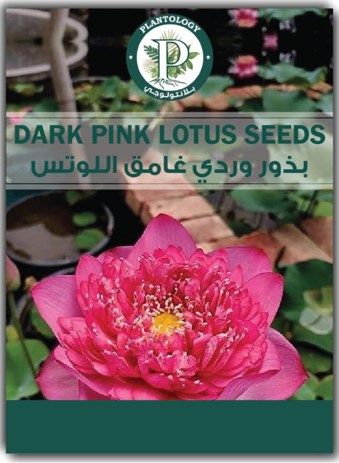 Generic Lotus Seeds for Planting in Water - Dark Pink Flower Lotus Seeds