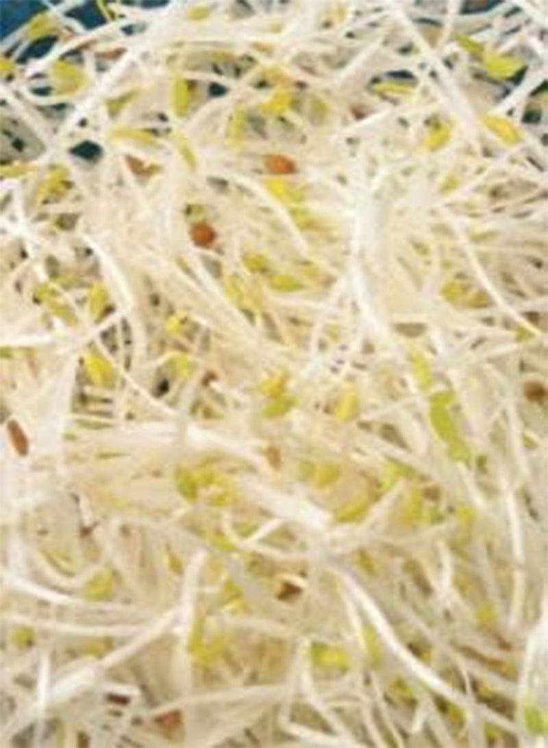 بذور نبات البرسيم المنبت عام 1865، ثمرة عشبة نباتية طازجة