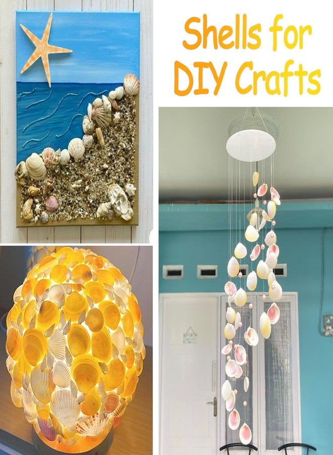 MOWPOG 80+ Pcs Natural Seashells, Mixed Starfish Sea Shells for Crafts, Various Sizes Ocean Shells Conch for Decorating, Beach Theme Party, DIY Crafts, Fish Tank Filling, Home Decor, Wedding Decoration - Image 5