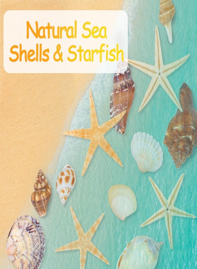 MOWPOG 80+ Pcs Natural Seashells, Mixed Starfish Sea Shells for Crafts, Various Sizes Ocean Shells Conch for Decorating, Beach Theme Party, DIY Crafts, Fish Tank Filling, Home Decor, Wedding Decoration - Image 4