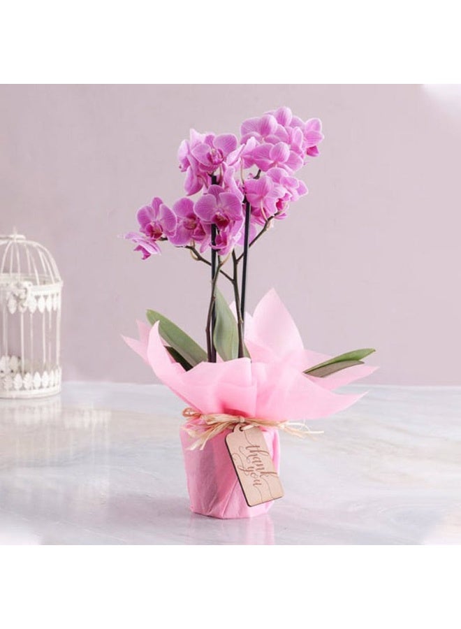 Buy Any Flowers 2 Stem Mini Purple Orchid Plant In Pink Wrapping