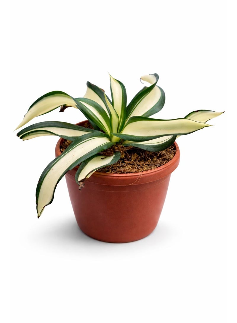 Agave desmetiana “Variegata” – Yellow Variegated Agave Succulent Plant