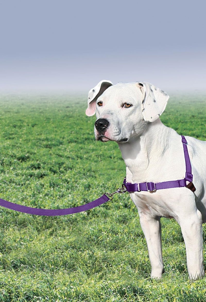 PetSafe Easy Walk No-Pull Dog Harness - Medium Size in Deep Purple/Black for Better Leash Manners - Image 2