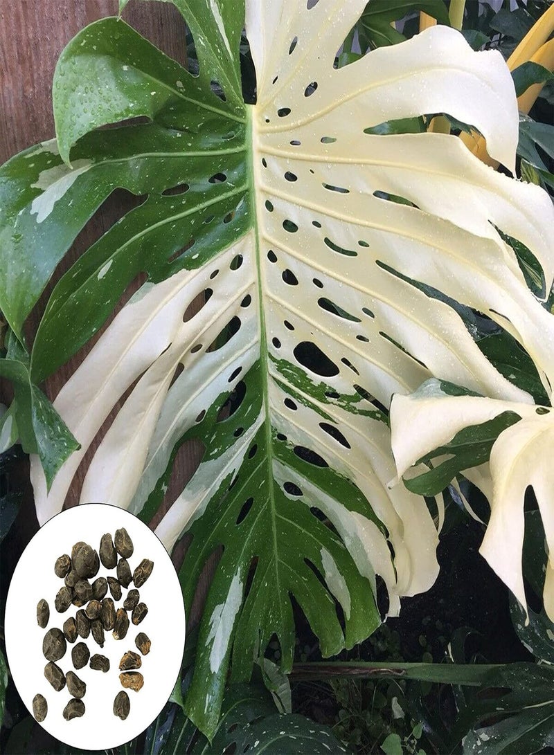 GGOOT 50Pcs/Bag Monstera Seeds Well-adapted Decorative Garden Supplies Quick Growing Monstera Ceriman Seeds for Office Easy to Plant,Gardening,Home Decor - Seed - Image 1