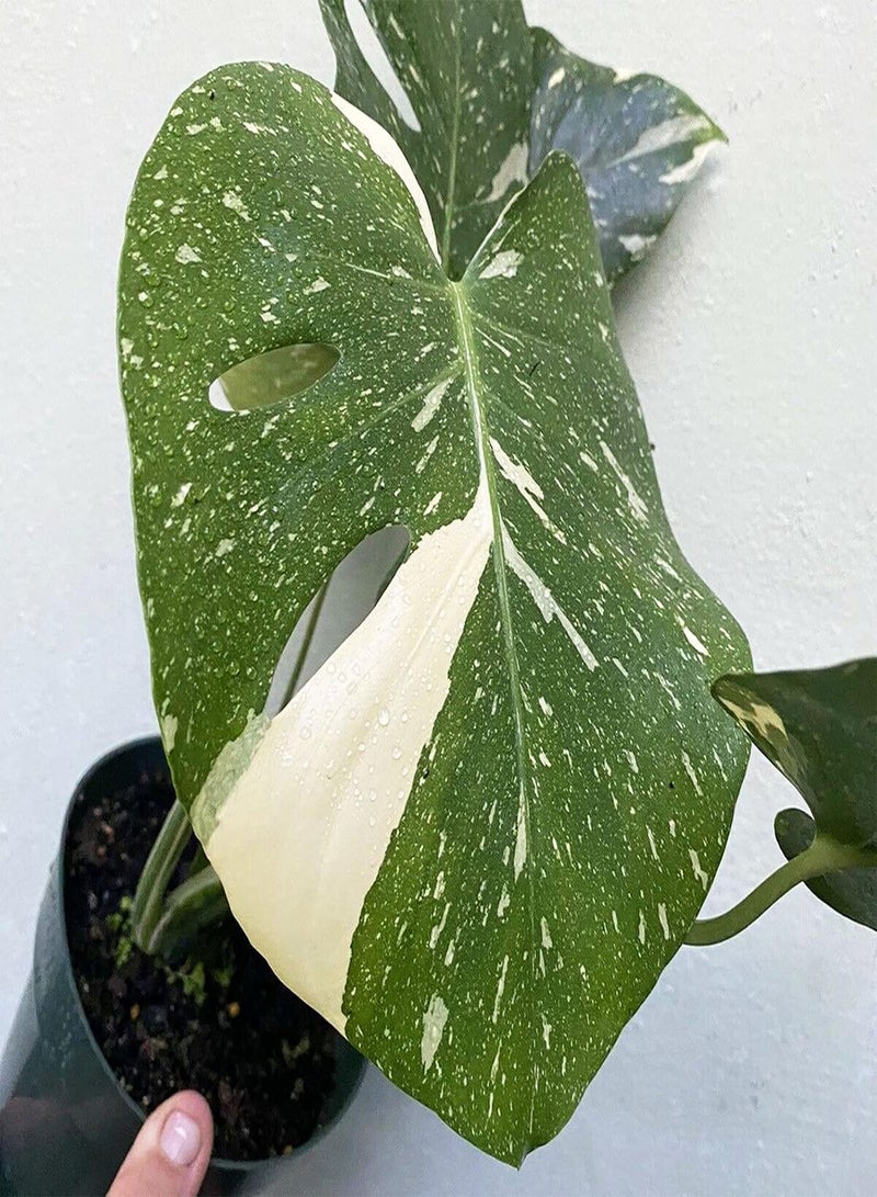 GGOOT 50Pcs/Bag Monstera Seeds Well-adapted Decorative Garden Supplies Quick Growing Monstera Ceriman Seeds for Office Easy to Plant,Gardening,Home Decor - Seed - Image 5
