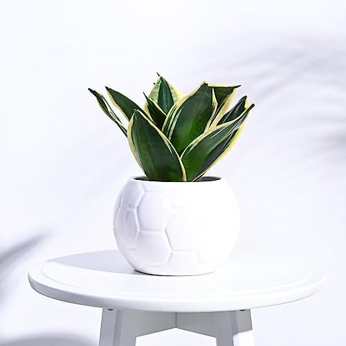 UGAOO Football Ceramic Pot (White) - Image 5