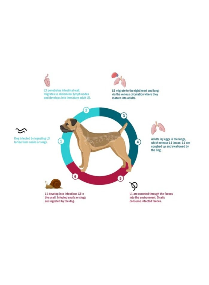 سيمباريكا تريو قابل للمضغ من البراغيث والقراد والديدان القلبية للكلاب  2.5-5  كجم 3 اقراص - Image 2