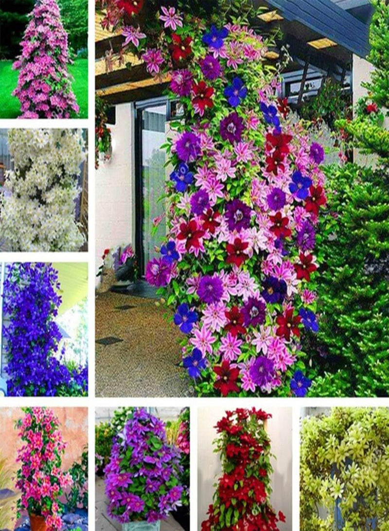GGOOT seeds 100Pcs Clematis Climbing seeds Flower Plant Home Office Ornament Decoration Light Purple - Image 2