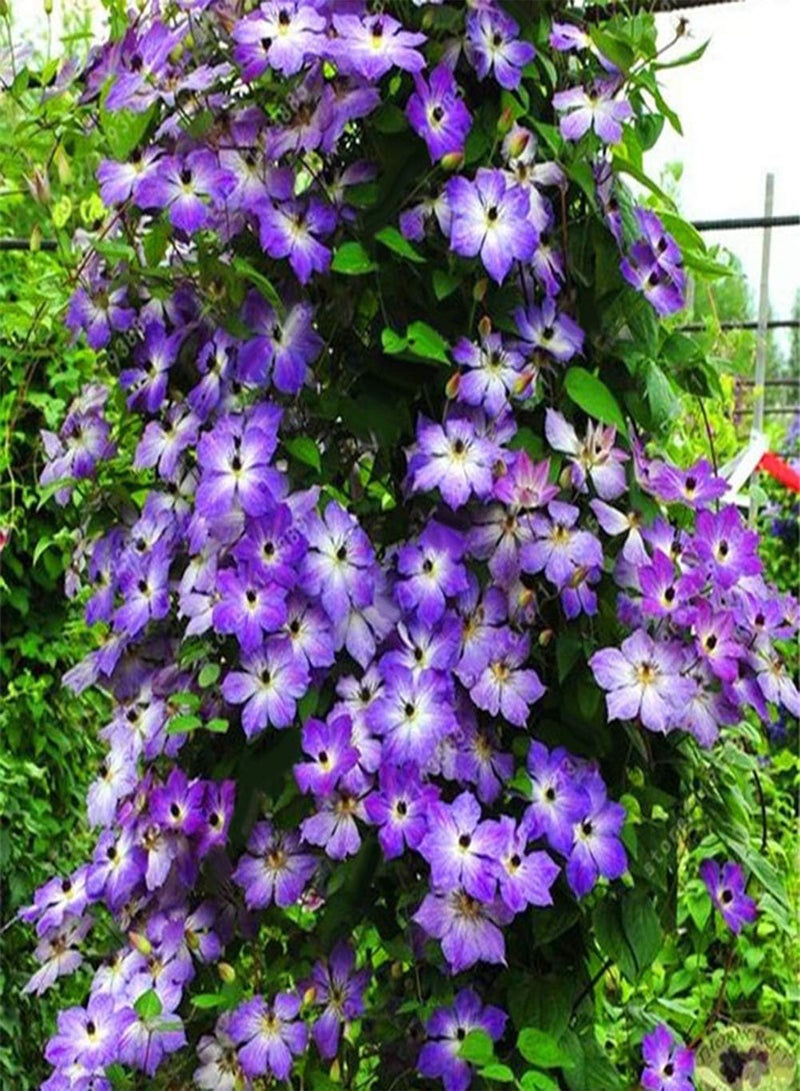 GGOOT seeds 100Pcs Clematis Climbing seeds Flower Plant Home Office Ornament Decoration Light Purple - Image 1
