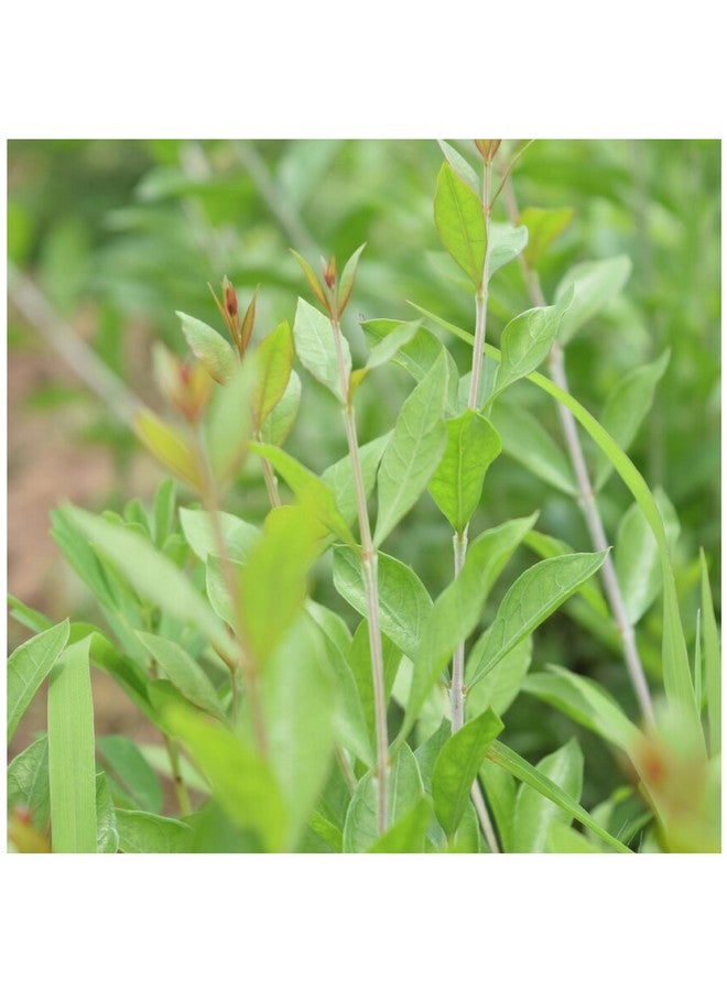 ميناتور مسحوق الحناء من مي نيتشر (لاوسونيا إينيرميس) | للعناية بالشعر | لتلوين الشعر بشكل طبيعي | نقي وطبيعي | بدون مواد حافظة مضافة | عشبي | خالٍ من القسوة | 100 جرام (3.52 أونصة) - Image 3