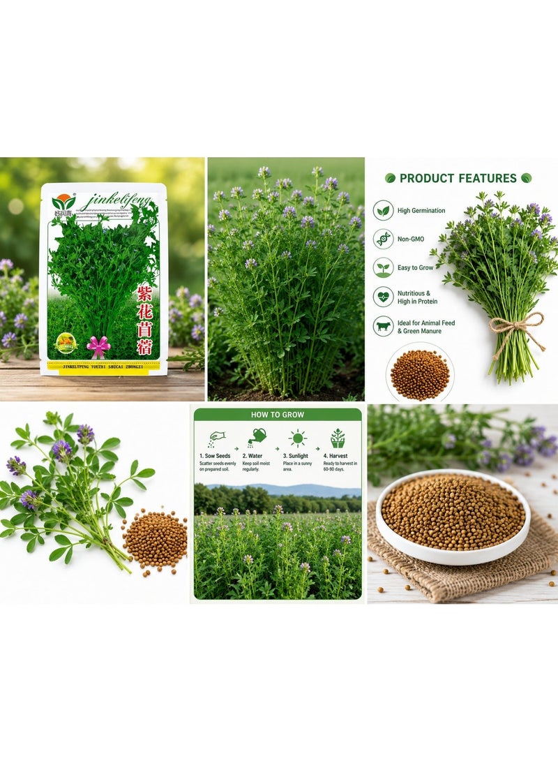 vsell24 PACK OF 3 Alfalfa Seeds - Purple Flowering Lucerne Plant Seeds for Home Garden, Farm & Animal Feed - Image 2