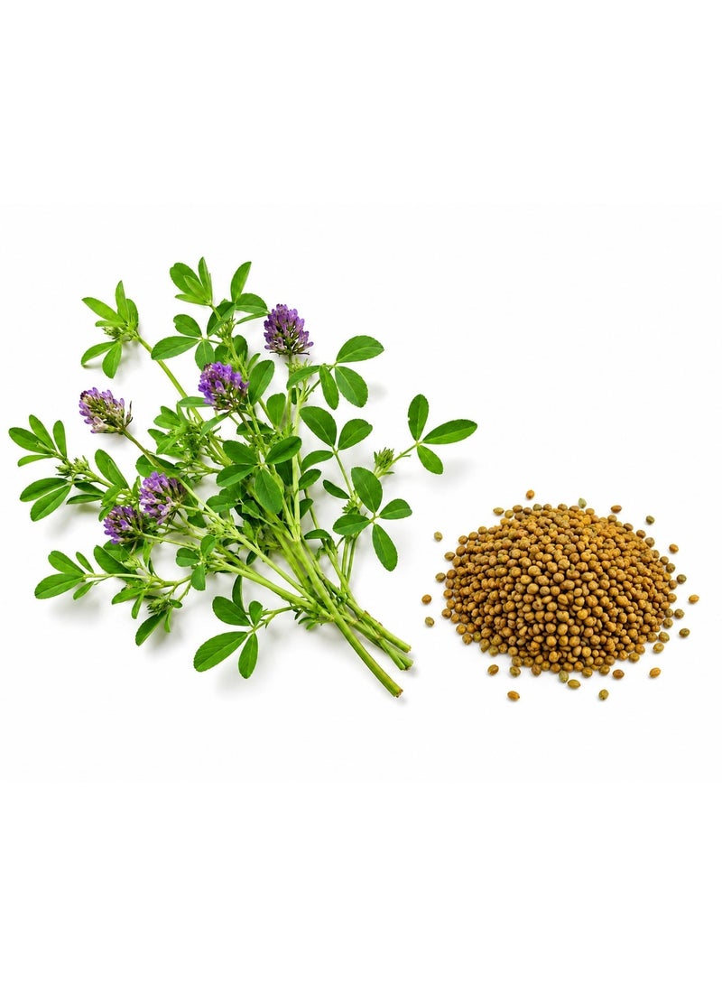 vsell24 PACK OF 3 Alfalfa Seeds - Purple Flowering Lucerne Plant Seeds for Home Garden, Farm & Animal Feed - Image 3