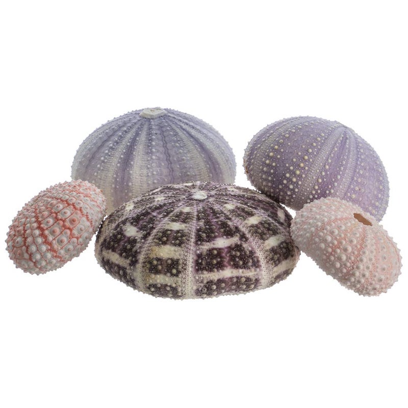 Nautical Crush Trading Sea Urchins Shells for Air Plants  5 Assorted Coastal Sea Urchin Shells  Hanging Air Plant Holder  Air Plants Live Holders  Air Plant Pot  No Plants Included 