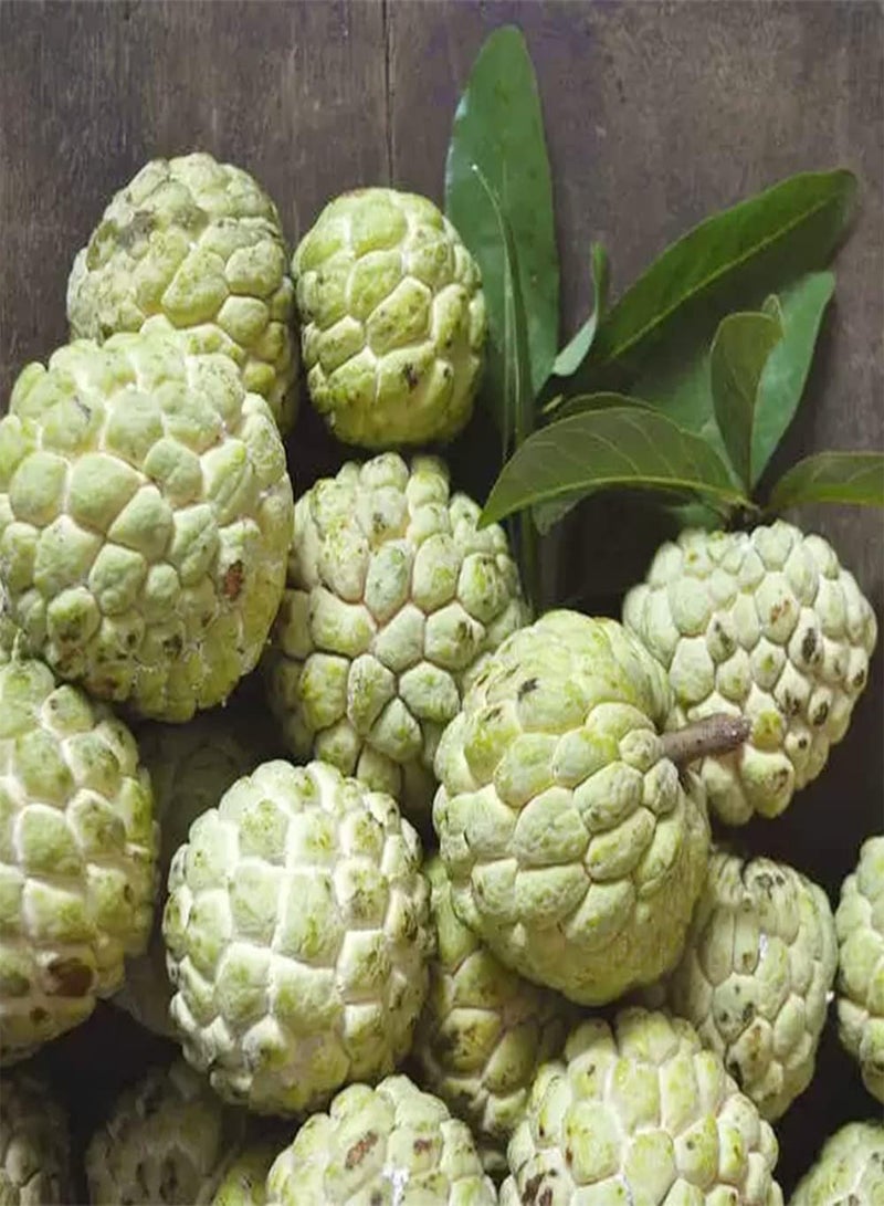 GGOOT 20 Sugar Apple Seeds, Custard Apple, Annona squamosa - Organic Non-GMO Fruit Seeds - Tropical Exotic Delicious Sweet Fruits - Easy Grow & Harvest  - Image 5