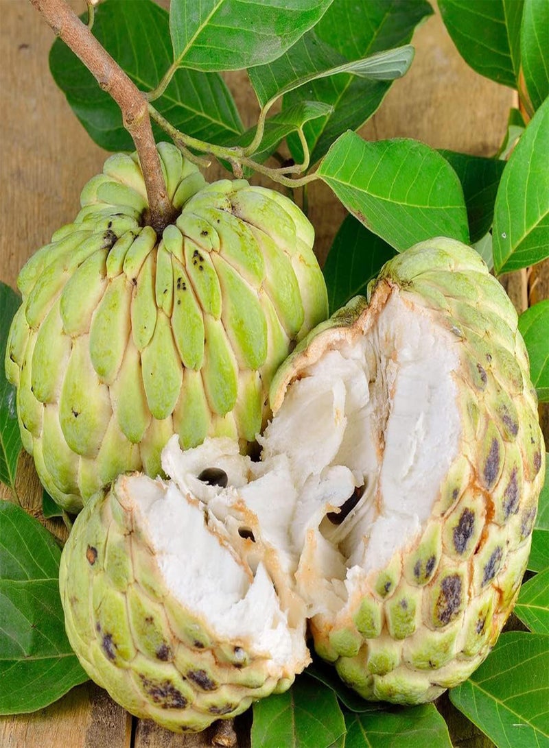 GGOOT 20 Sugar Apple Seeds, Custard Apple, Annona squamosa - Organic Non-GMO Fruit Seeds - Tropical Exotic Delicious Sweet Fruits - Easy Grow & Harvest  - Image 3