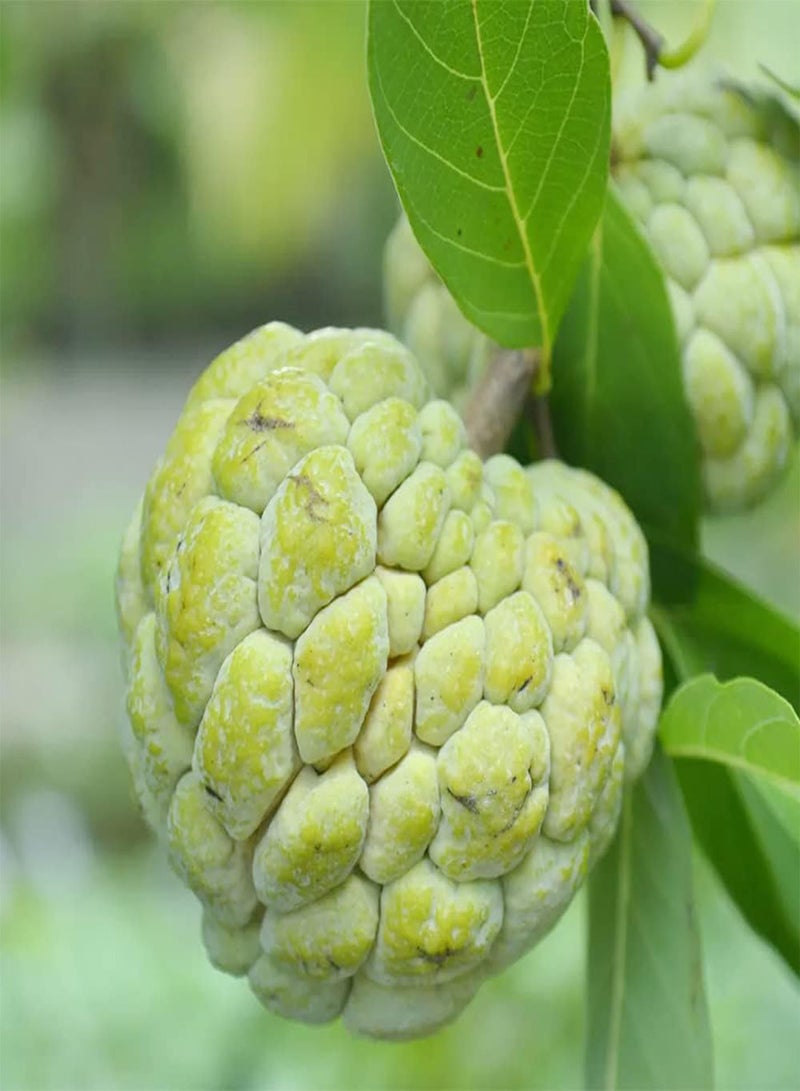 GGOOT 20 Sugar Apple Seeds, Custard Apple, Annona squamosa - Organic Non-GMO Fruit Seeds - Tropical Exotic Delicious Sweet Fruits - Easy Grow & Harvest  - Image 1