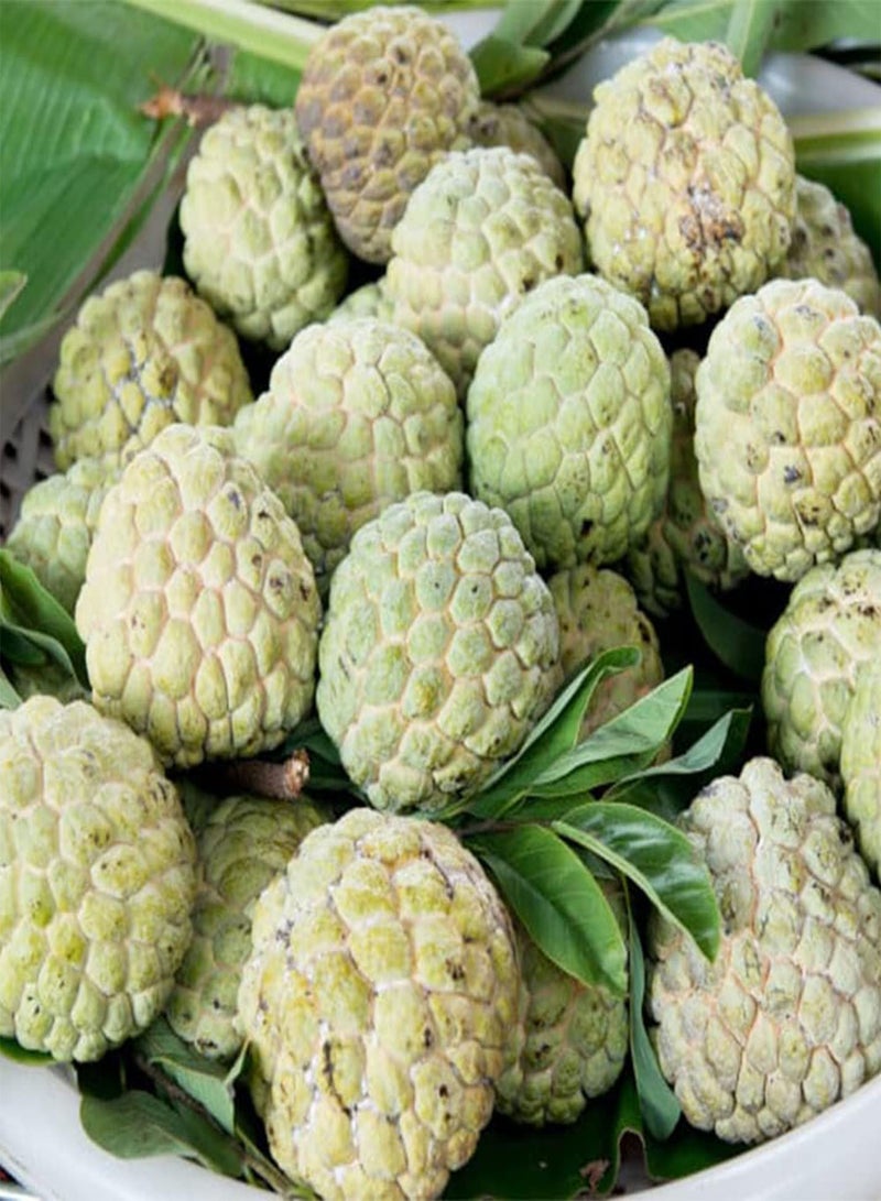 GGOOT 20 Sugar Apple Seeds, Custard Apple, Annona squamosa - Organic Non-GMO Fruit Seeds - Tropical Exotic Delicious Sweet Fruits - Easy Grow & Harvest  - Image 4