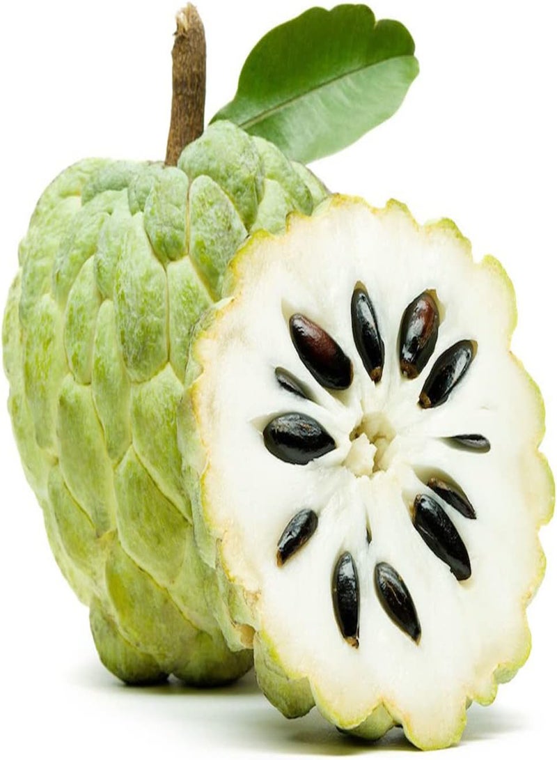 GGOOT 20 Sugar Apple Seeds, Custard Apple, Annona squamosa - Organic Non-GMO Fruit Seeds - Tropical Exotic Delicious Sweet Fruits - Easy Grow & Harvest  - Image 2