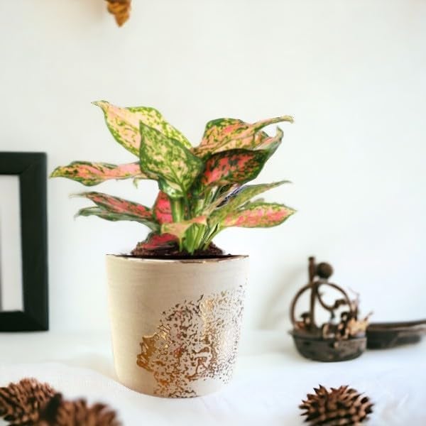 Fox & Fern Premium Imported Ceramic Planter for Vibrant Garden | Enhance The Ambiance of Your Home, Office or Garden (Dia. 5Inch) (GA133B-079-GW) - Image 5
