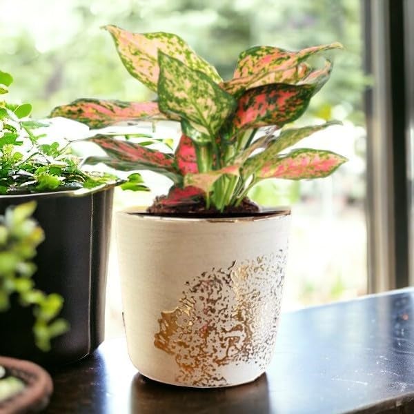 Fox & Fern Premium Imported Ceramic Planter for Vibrant Garden | Enhance The Ambiance of Your Home, Office or Garden (Dia. 5Inch) (GA133B-079-GW) - Image 3