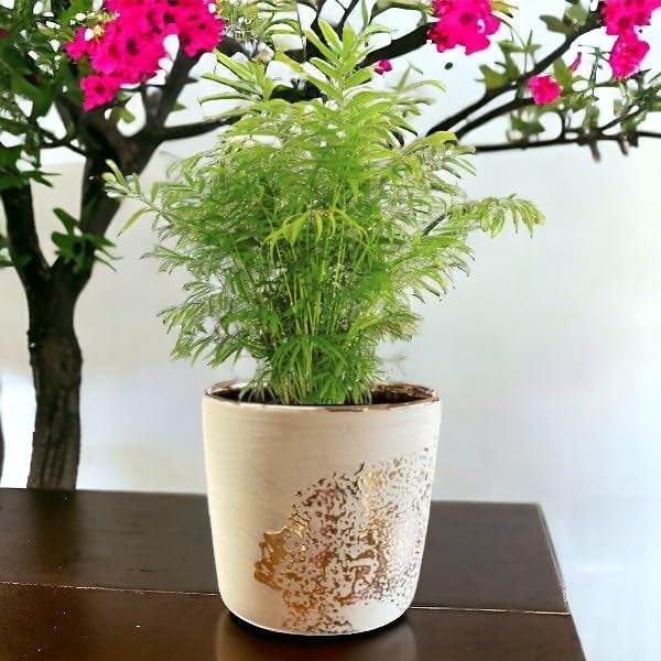 Fox & Fern Premium Imported Ceramic Planter for Vibrant Garden | Enhance The Ambiance of Your Home, Office or Garden (Dia. 5Inch) (GA133B-079-GW) - Image 2