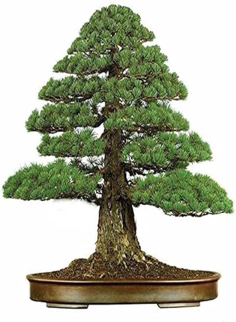 جي جوت مزيج بذور أشجار البونساي ٢ | أكثر من ٤٠ بذرة طازجة، ١٠ بذور من كل نوع - Image 4