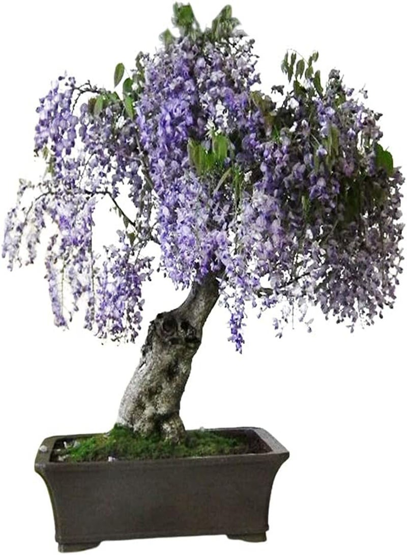 جي جوت مزيج بذور أشجار البونساي ٢ | أكثر من ٤٠ بذرة طازجة، ١٠ بذور من كل نوع - Image 2