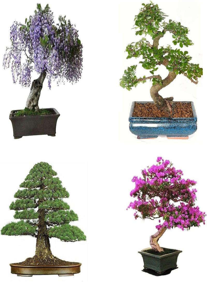 جي جوت مزيج بذور أشجار البونساي ٢ | أكثر من ٤٠ بذرة طازجة، ١٠ بذور من كل نوع - Image 1