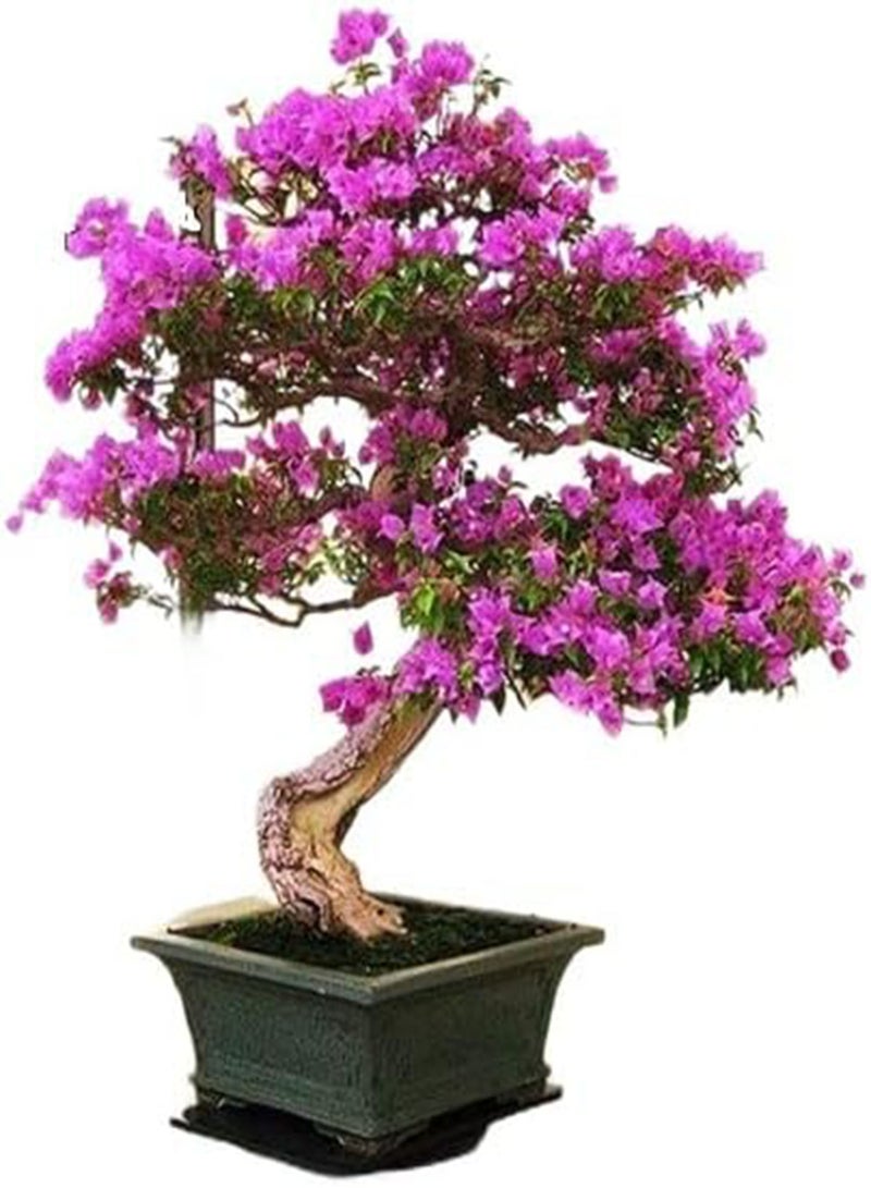 جي جوت مزيج بذور أشجار البونساي ٢ | أكثر من ٤٠ بذرة طازجة، ١٠ بذور من كل نوع - Image 5