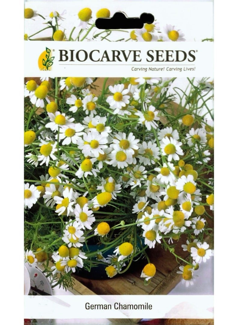 BIOCARVE SEEDS BIOCARVE German Chamomile Seeds
