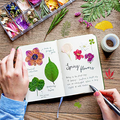 Nuanchu 99 Pieces Assorted Pressed Leaves for Crafts Real Dried Leaves for Resin Plant Herbarium Flowers for Art Craft DIY Jewelry Decoration Handmade Bookmarks, 5 Bags(Classic Style) - Image 3