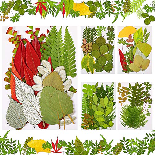 Nuanchu 99 Pieces Assorted Pressed Leaves for Crafts Real Dried Leaves for Resin Plant Herbarium Flowers for Art Craft DIY Jewelry Decoration Handmade Bookmarks, 5 Bags(Classic Style) - Image 1
