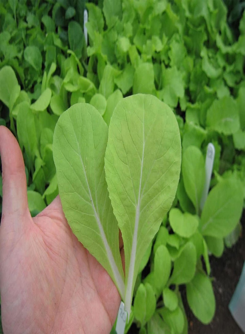 GGOOT Pak Choi, Golden Yellow F1 (Salad Babyleaf) (630) (1.5g) Vegetable Seeds (Superb as Babyleaf) - Image 1