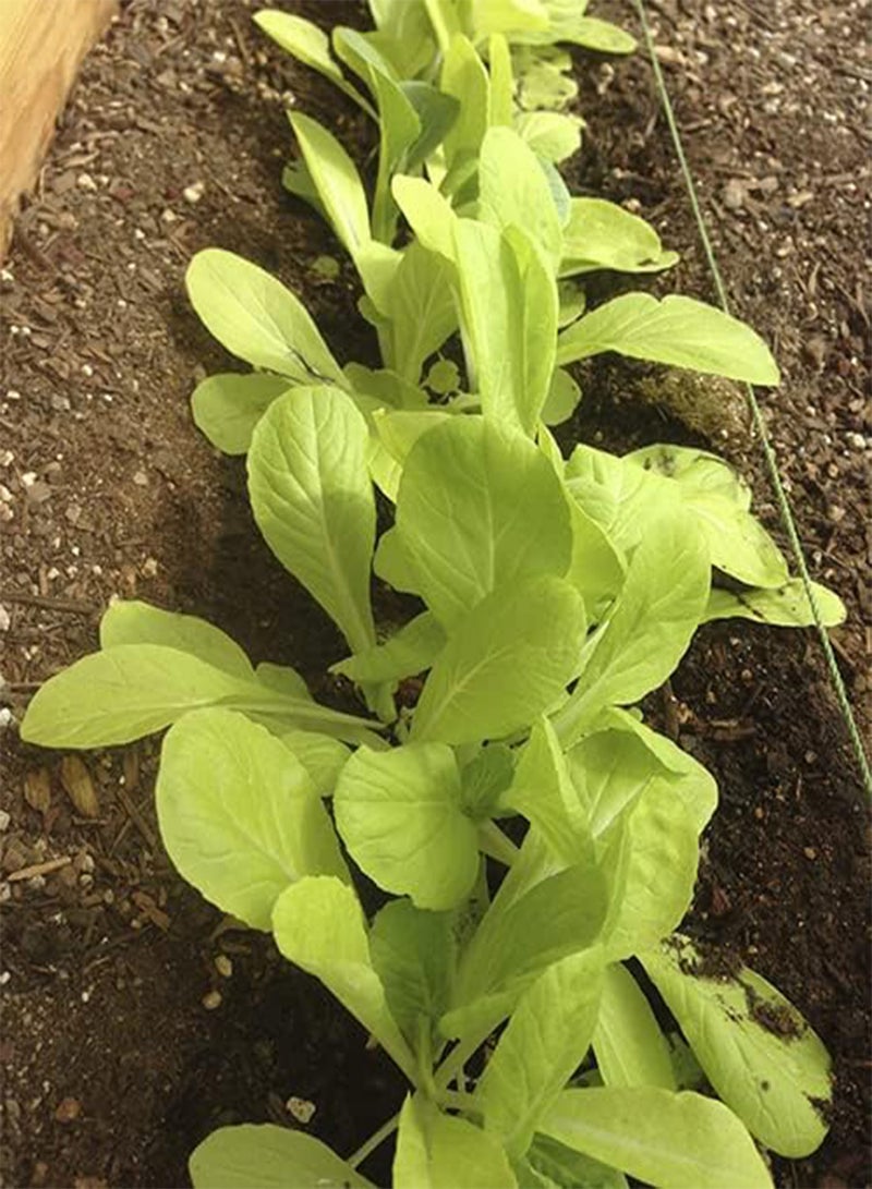 GGOOT Pak Choi, Golden Yellow F1 (Salad Babyleaf) (630) (1.5g) Vegetable Seeds (Superb as Babyleaf) - Image 2