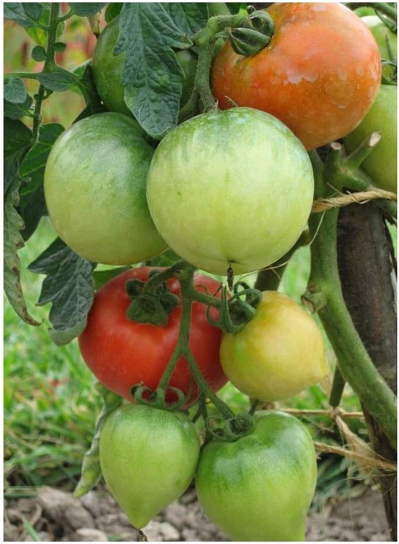 GGOOT Tomato - ACE 55 VF - 120 Finest Italian