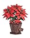 Rowood 3D Puzzles for AdultsPoinsettia Building Set Craft KitArtificial Flower Botanical CollectionChristmas Flowers Decoration Centerpiece for Table - Image 2
