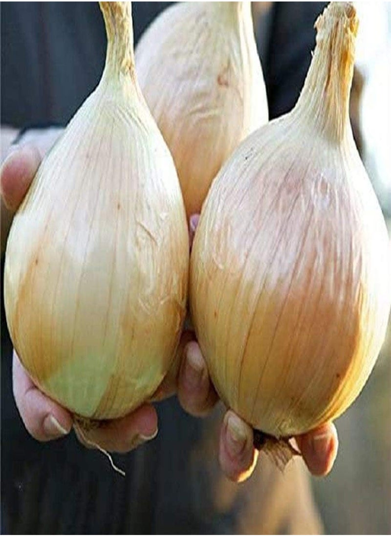 GGOOT - 50 Pcs Onion Seed Garden/Indoor/Container Planting Vegetable Plant Non-GMO Superior Varieties Seeds - Image 1