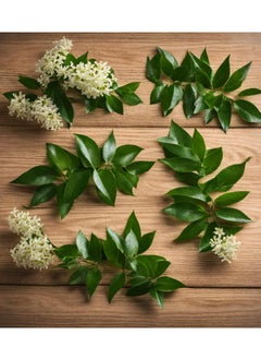 GROW Ligustrum  Seed al-fajr 