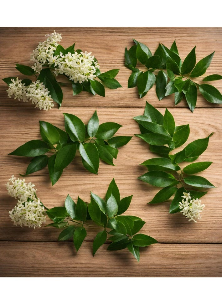 GROW Ligustrum  Seed al-fajr 