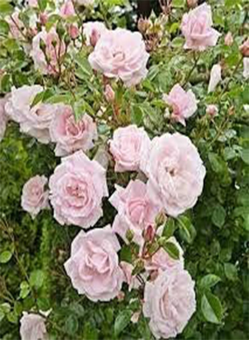 seeds Fresh 50 pcs Climbing Rose Flower Seeds for Planting Soft Pink