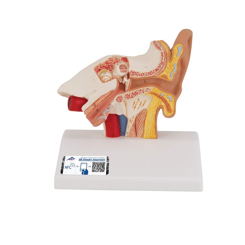 3B Scientific E12 Desktop Ear Model 1.5x life size - 3B Smart Anatomy