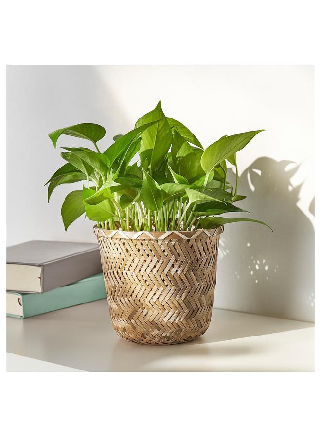 زبون وعاء نباتات مصنوع يدويًا من الخيزران، 15 سم - Image 5