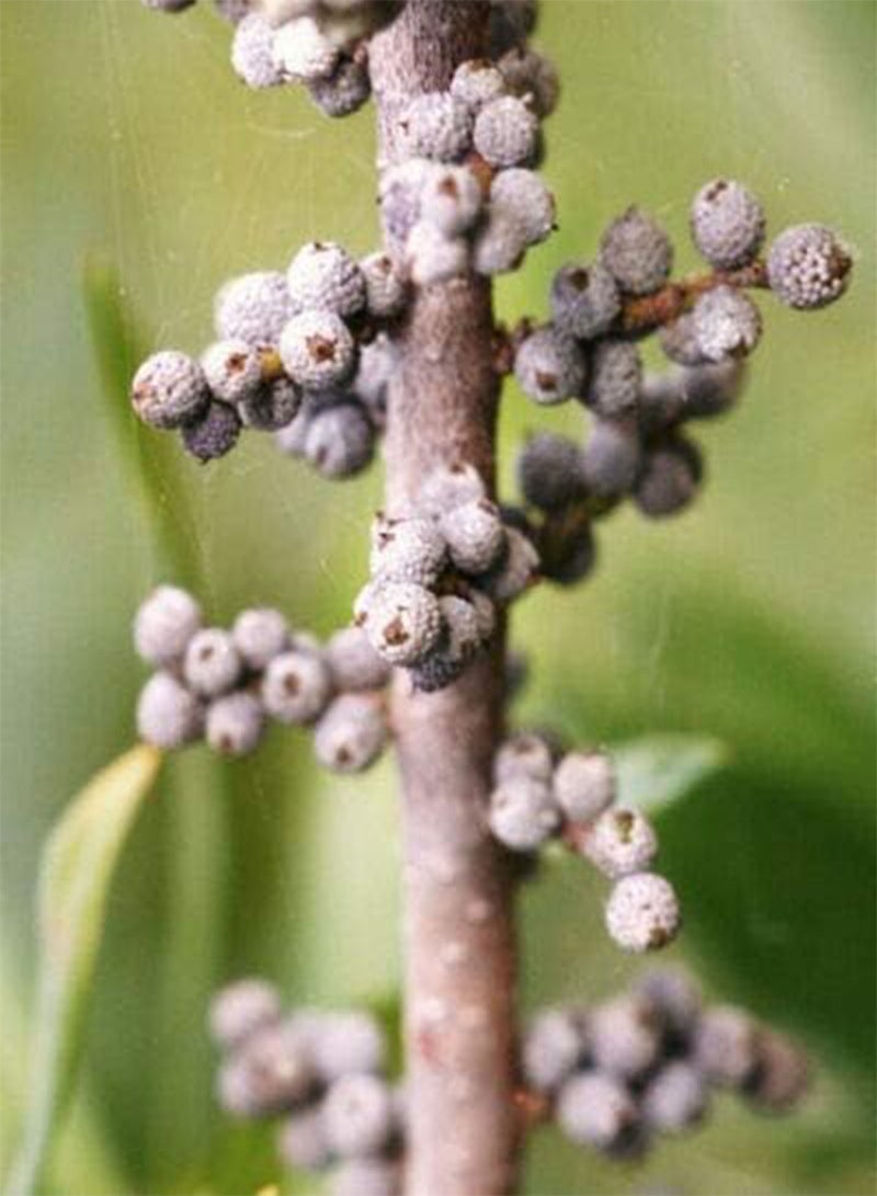 بذور شجيرة بونساي من شجرة الآس الشمعي البري الأصلي Myrica CERIFERA، 50 بذرة