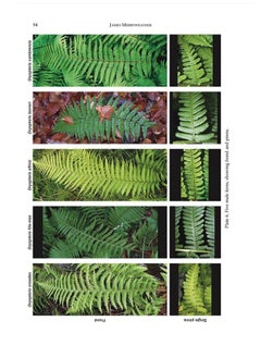 The Fern Guide: A Field Guide to the Ferns, Clubmosses, Quillworts and Horsetails of the British Isles