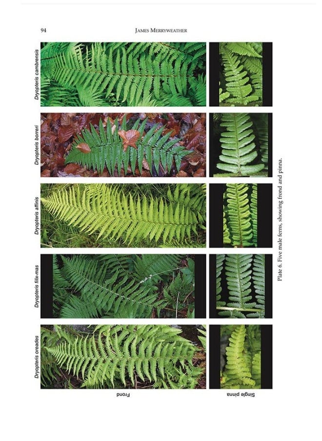 null - The Fern Guide: A Field Guide to the Ferns, Clubmosses, Quillworts and Horsetails of the British Isles - Image 1